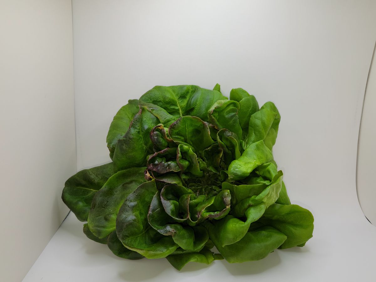Butter Lettuce