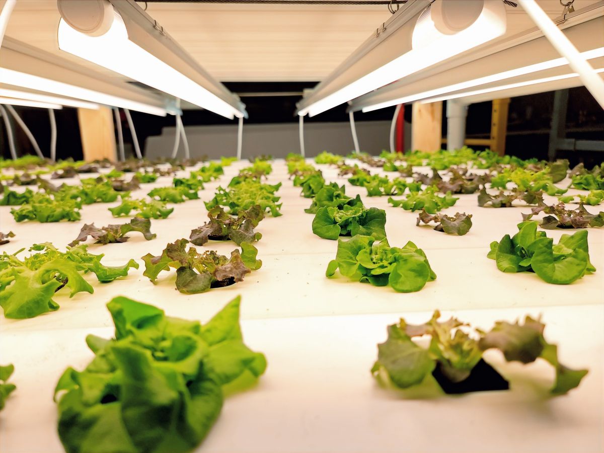 Inside the Shady Oaks vertical farm