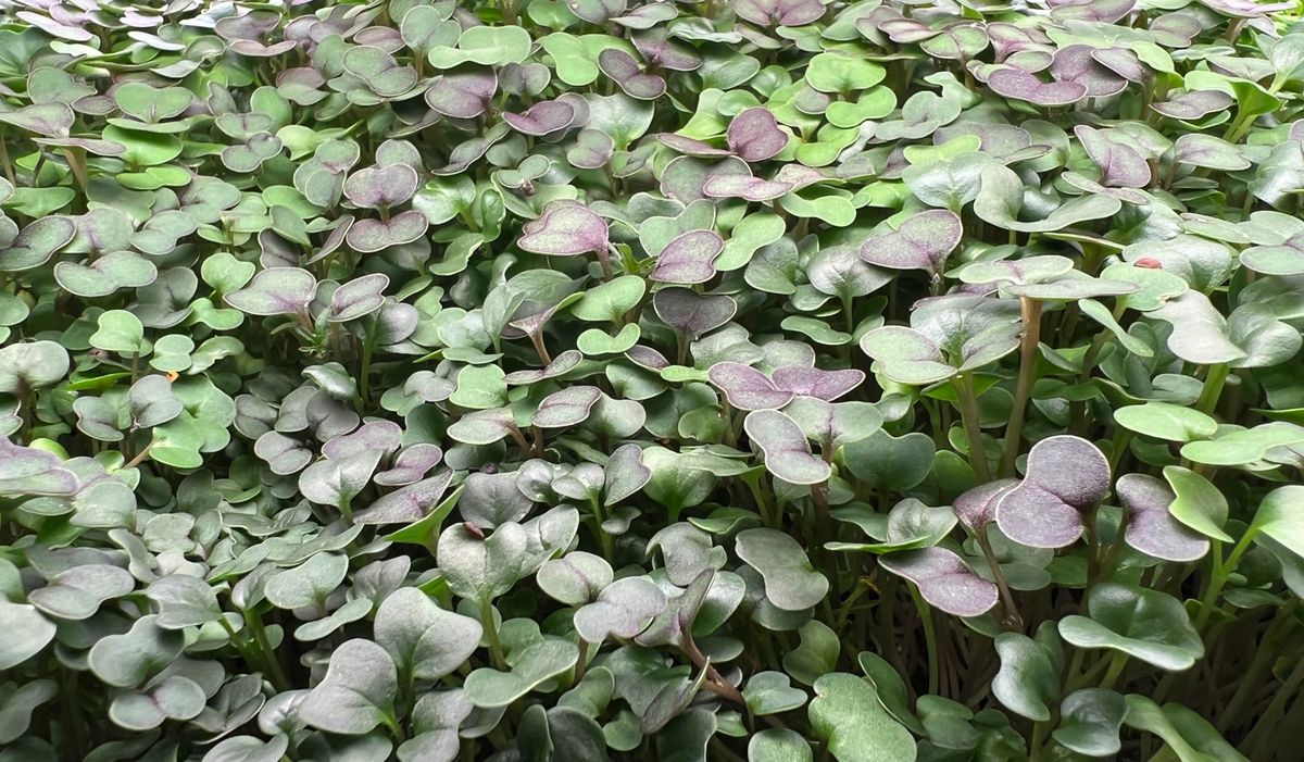 Microgreens - various