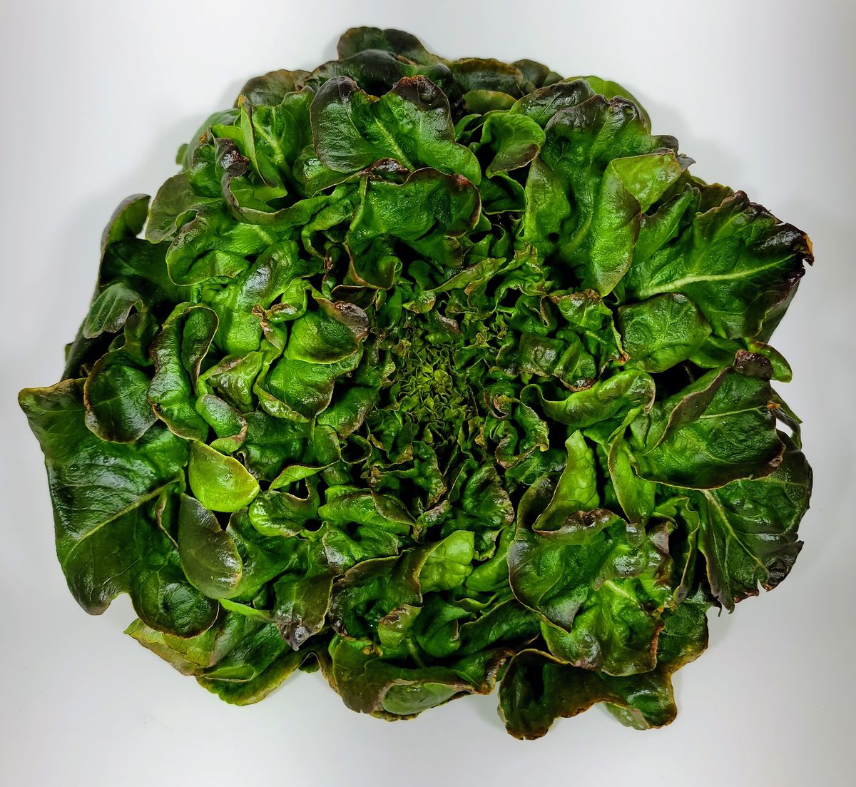 Oakleaf lettuce