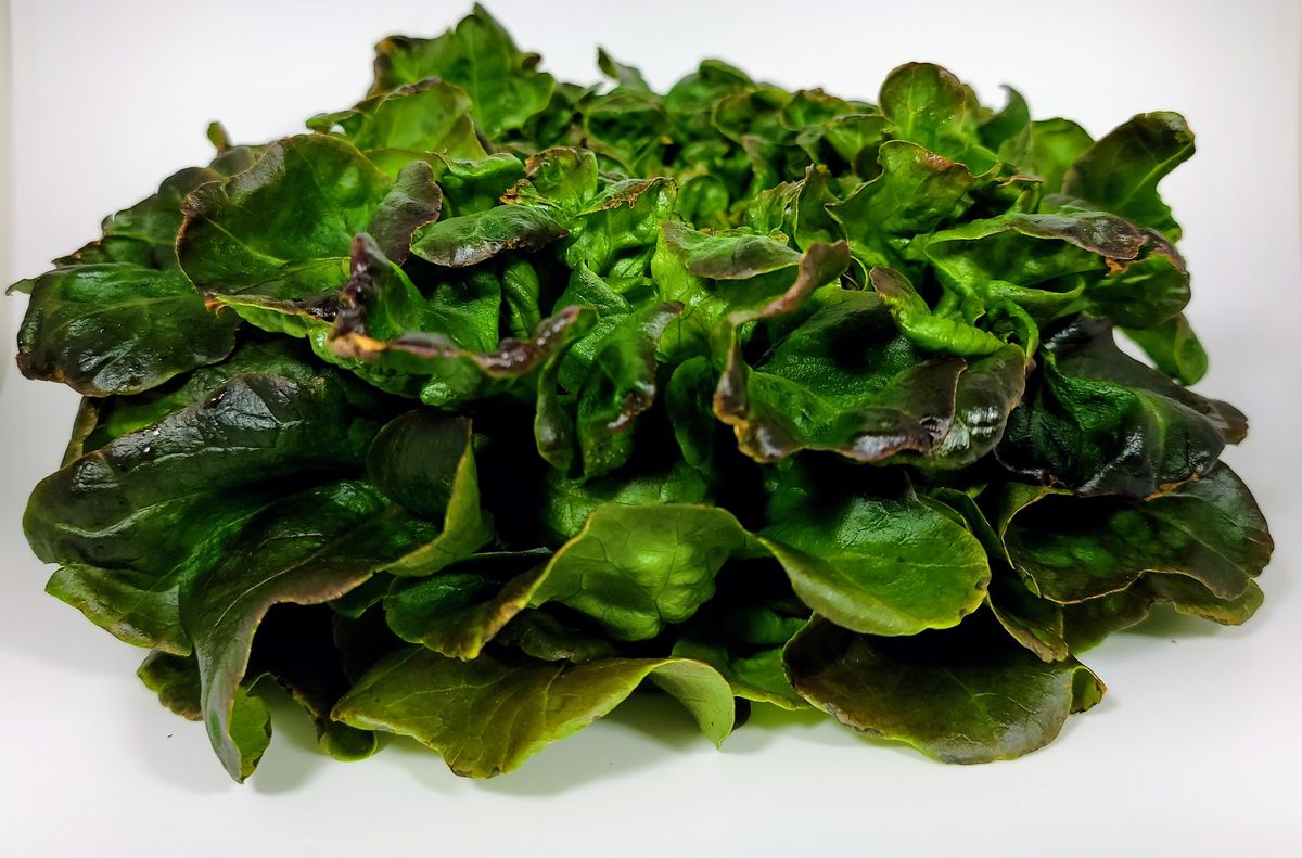 Oakleaf lettuce