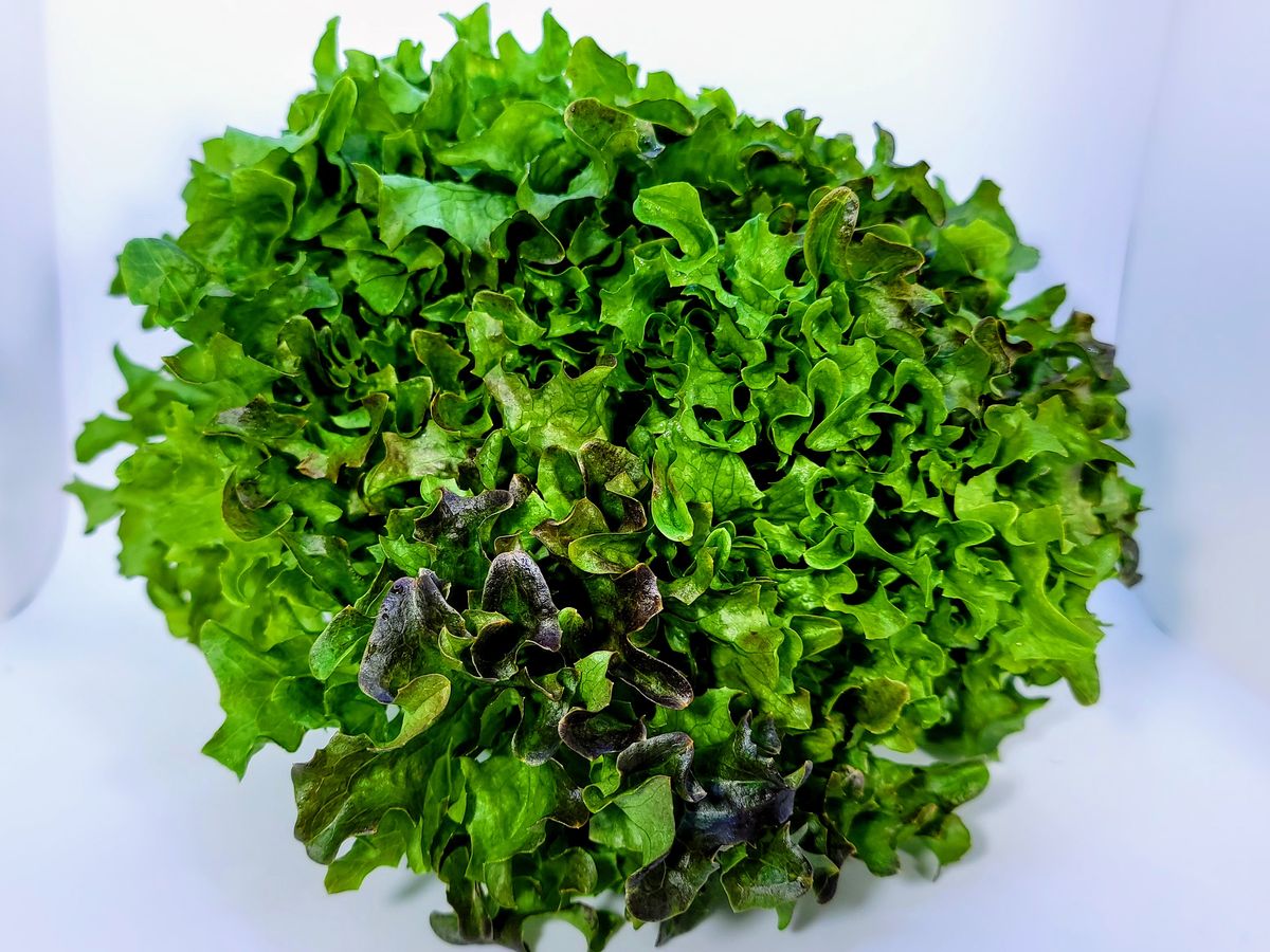 Sweet Crisp lettuce